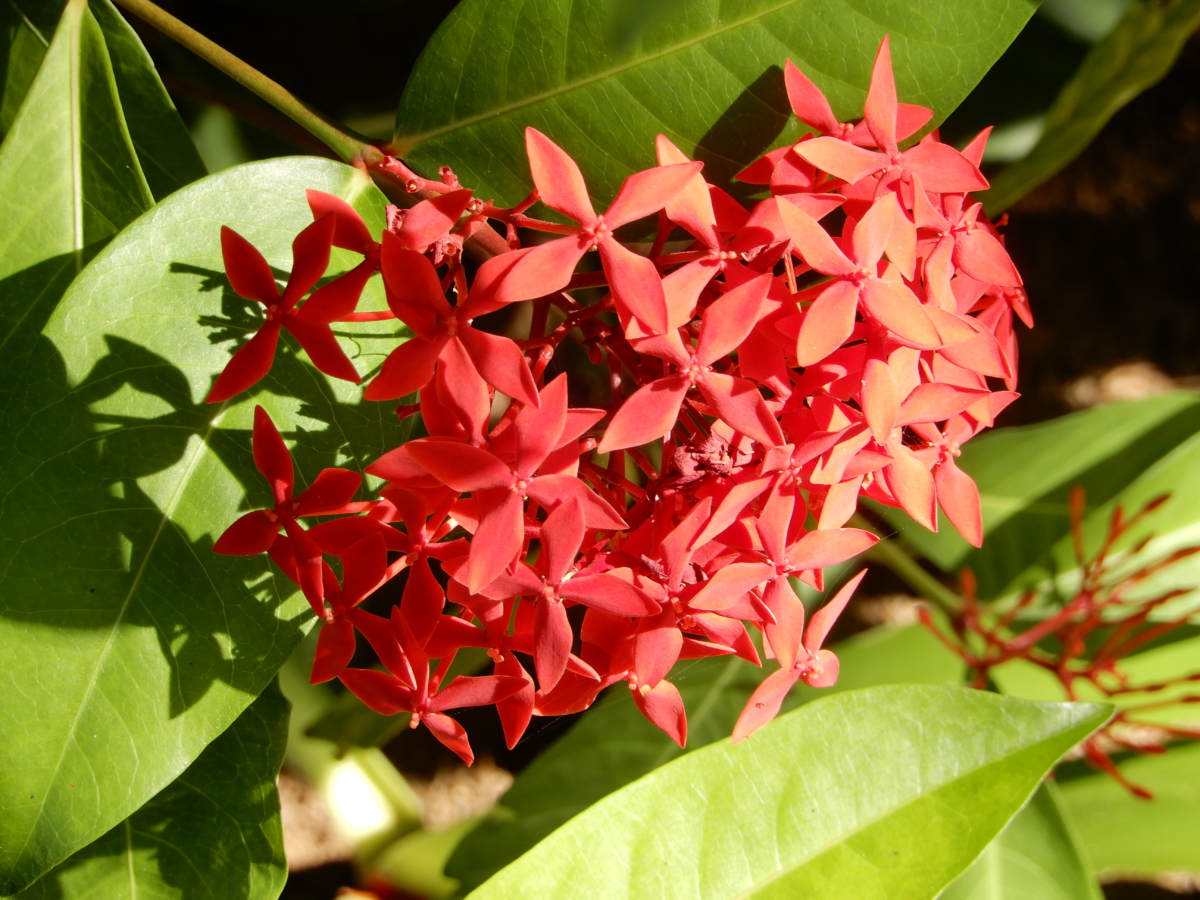 Mauritius flowers Bestemmingsspecialist